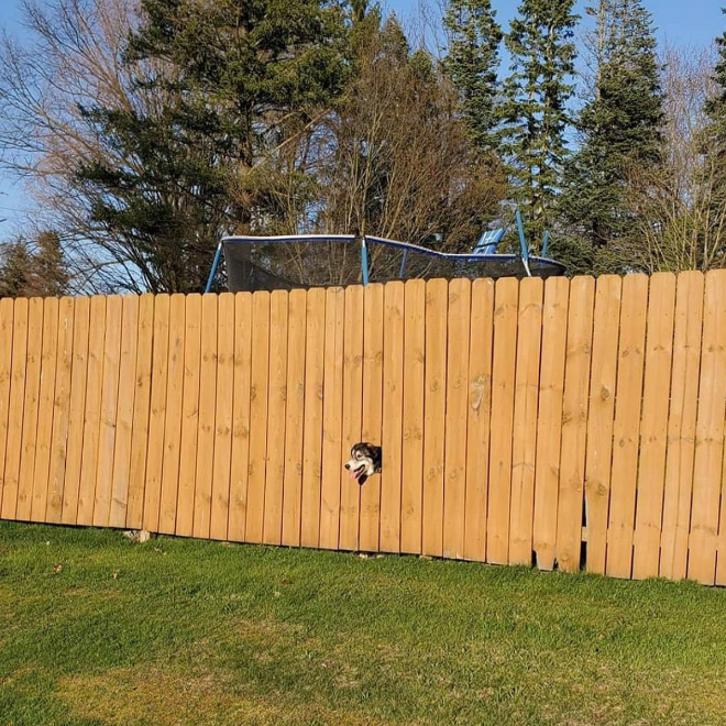 Funny fence dog window art.