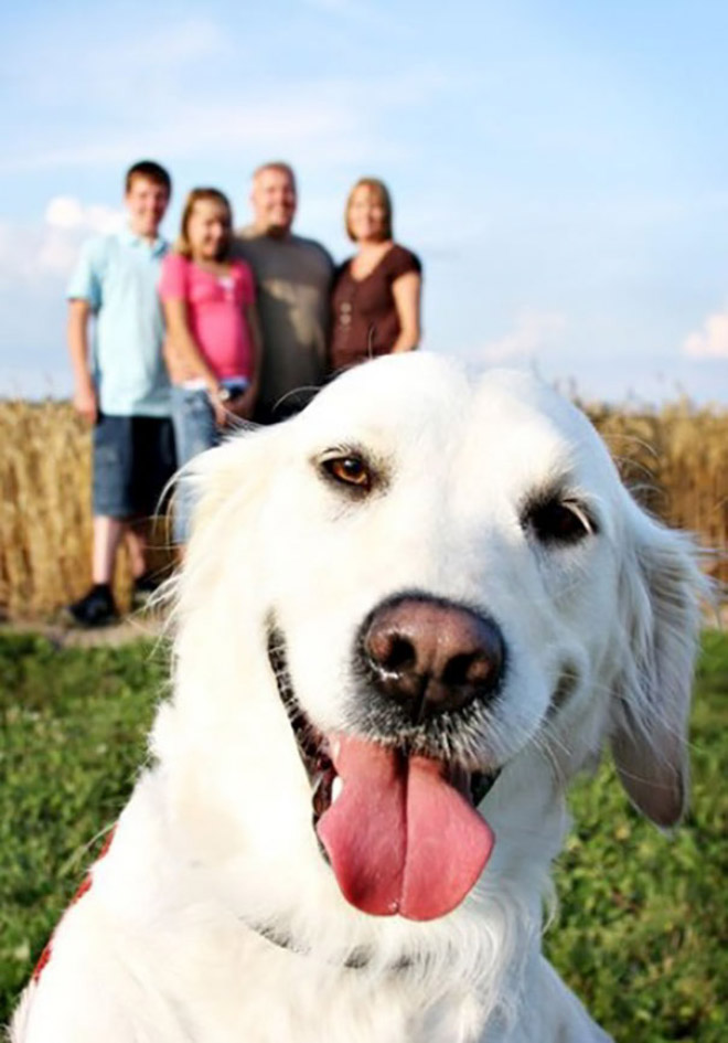 Funny dog photobomb.