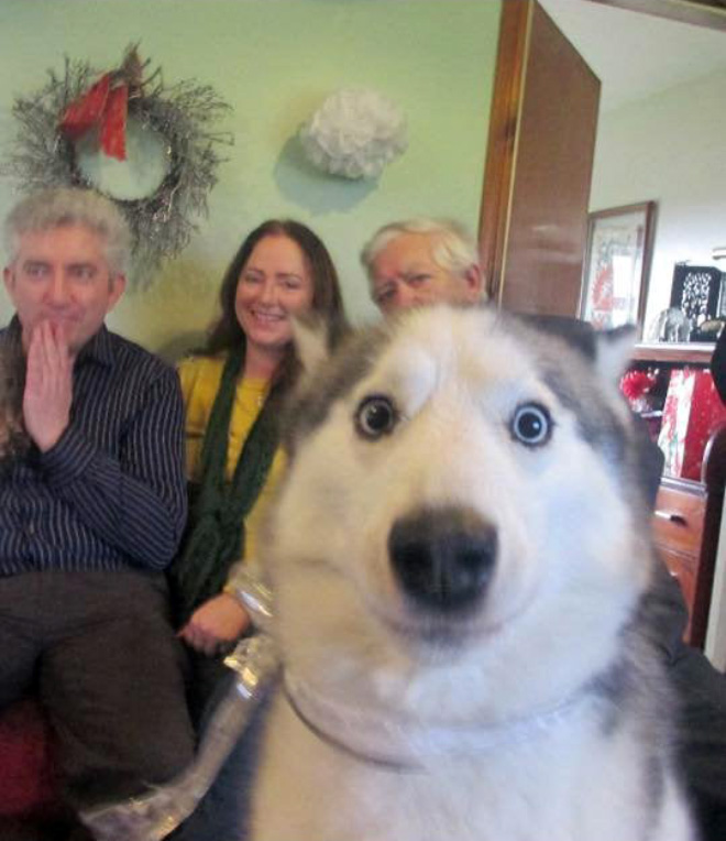 Funny dog photobomb.