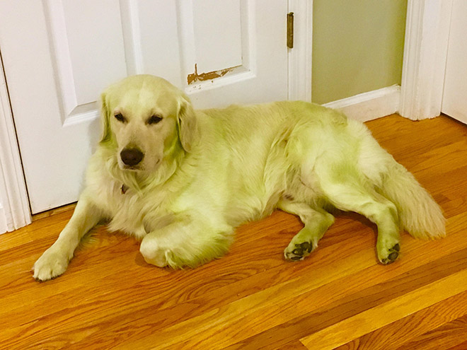 This picture is not photoshopped. Freshly cut grass will really turn your dog into The Hulk.