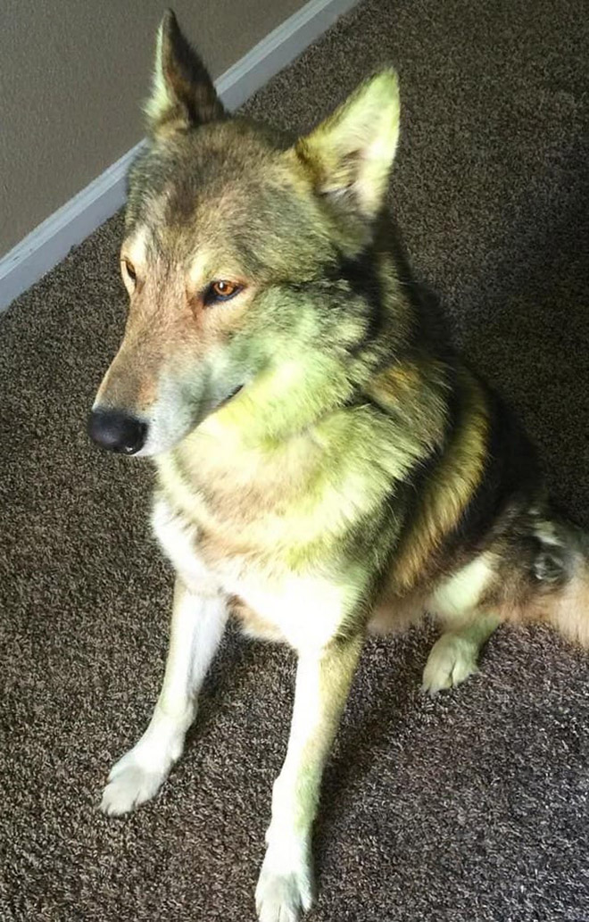 This picture is not photoshopped. Freshly cut grass will really turn your dog into The Hulk.