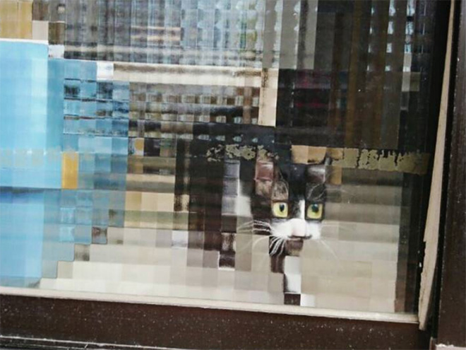 Low resolution cat behind pixelated glass doors.