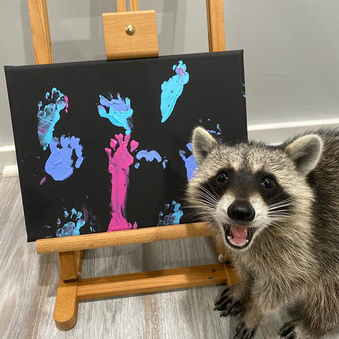 Raccoon painting.