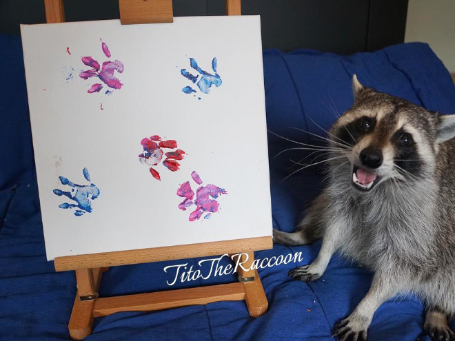 Raccoon painting.