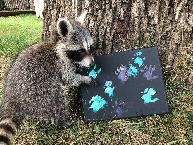 Raccoon painting.