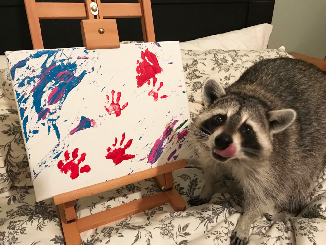 Raccoon painting.