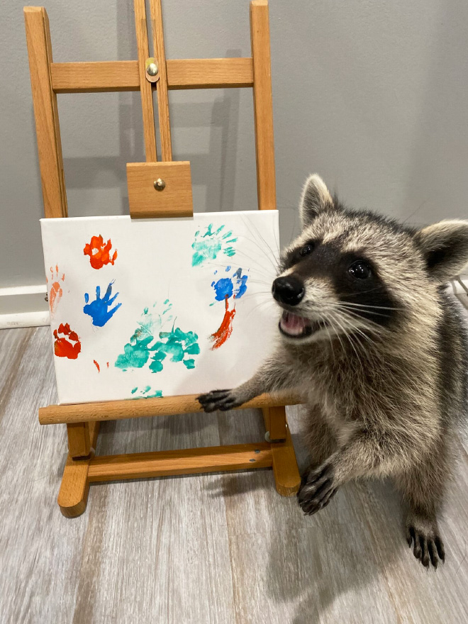 Raccoon painting.