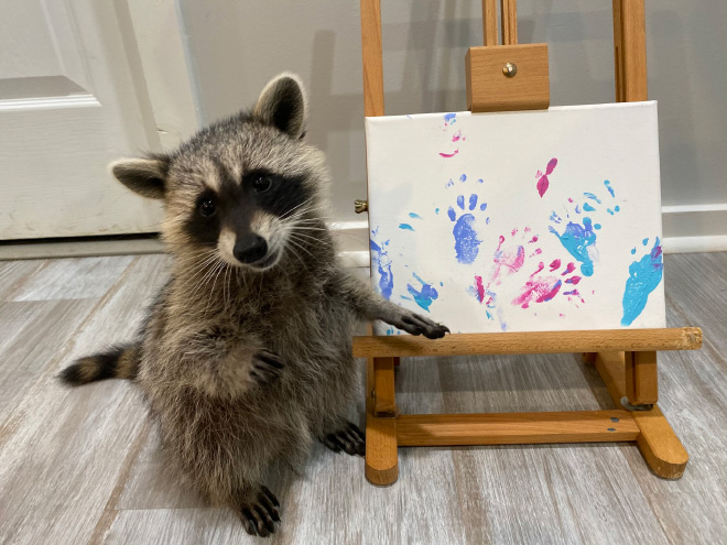 Raccoon painting.