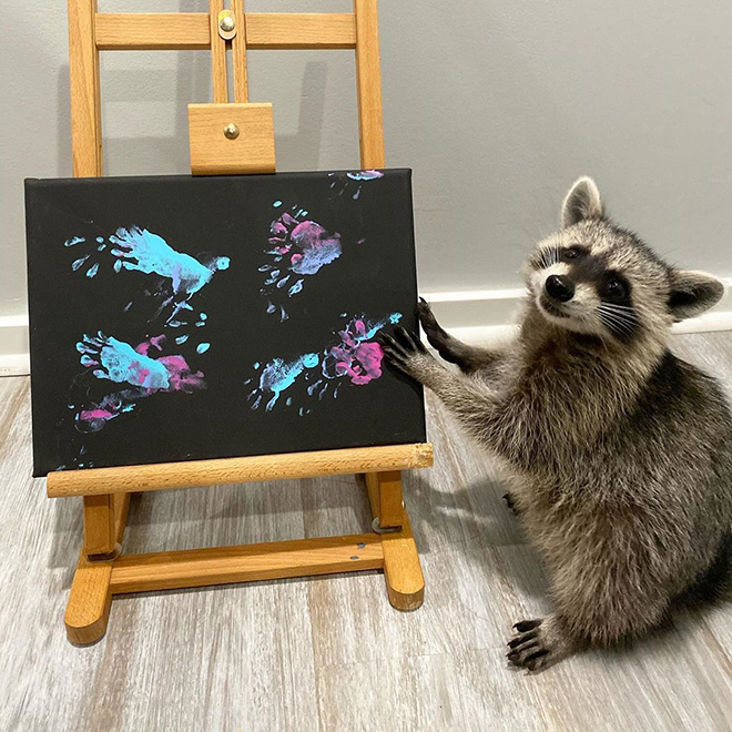 Raccoon painting.