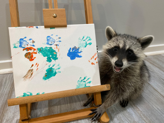 Raccoon painting.