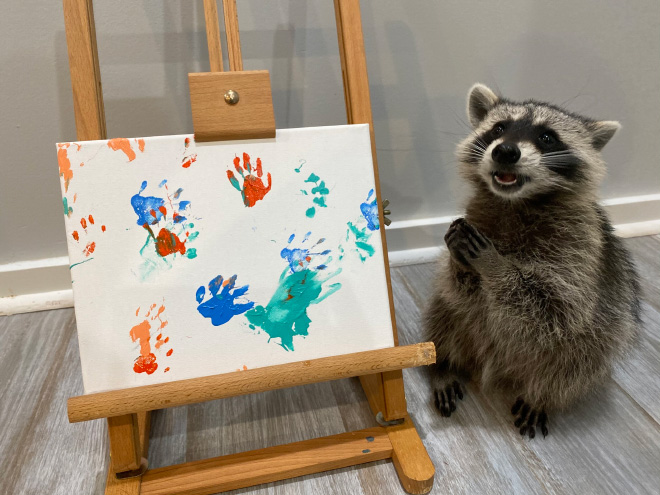 Raccoon painting.