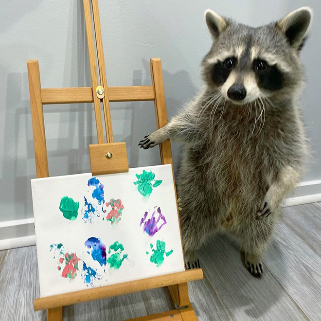 Raccoon painting.