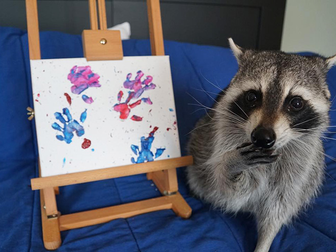 Raccoon painting.