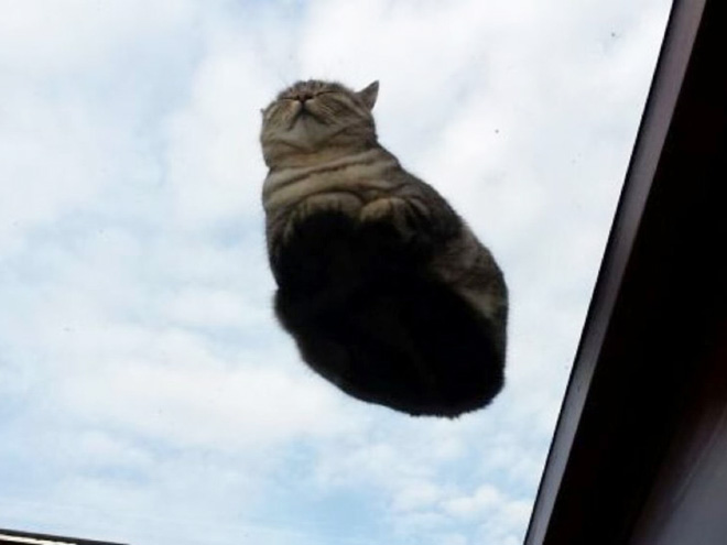 UFO cat flying back to his home planet.