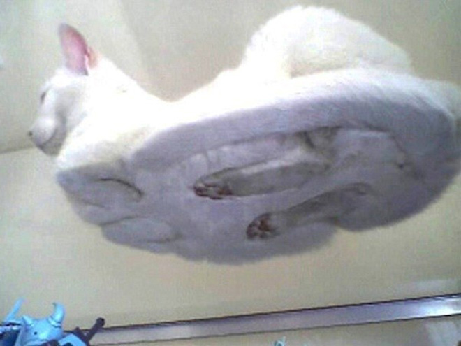 UFO cat flying back to his home planet.