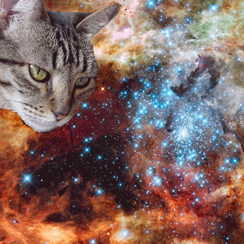 Laser cat in space.