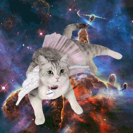 Cat in space.