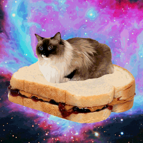 Sandwich cat in space.