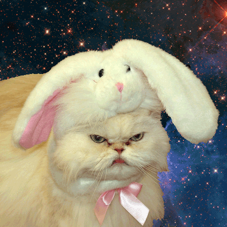 Bunny cat in space.