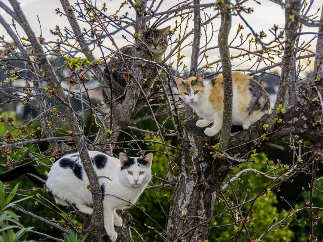 These cats were raised by birds.
