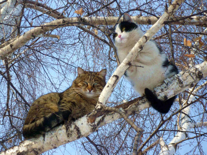 These cats were raised by birds.