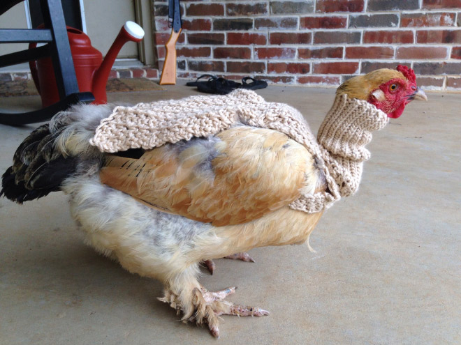 Fashionable chicken.