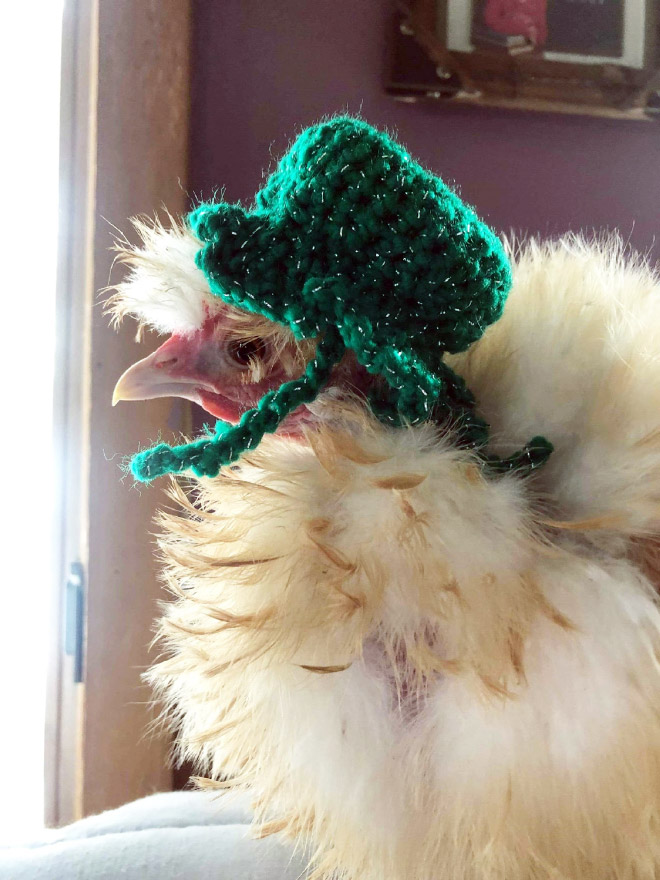 Fashionable chicken hat.