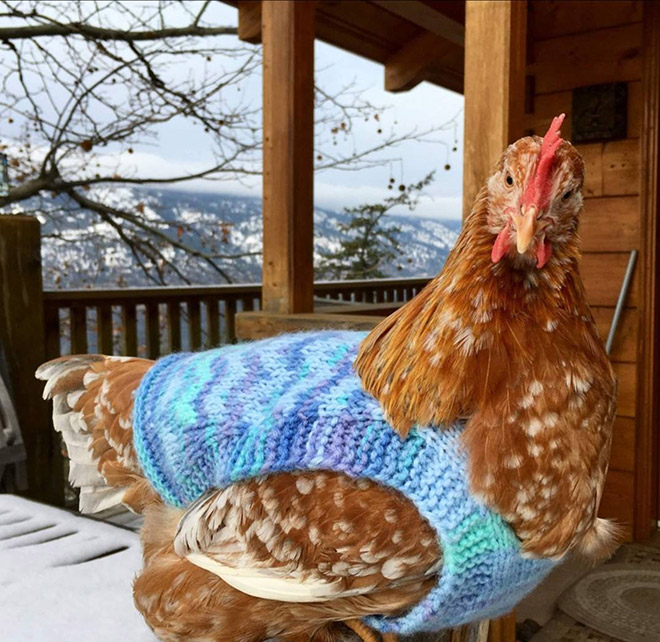 Fashionable chicken.