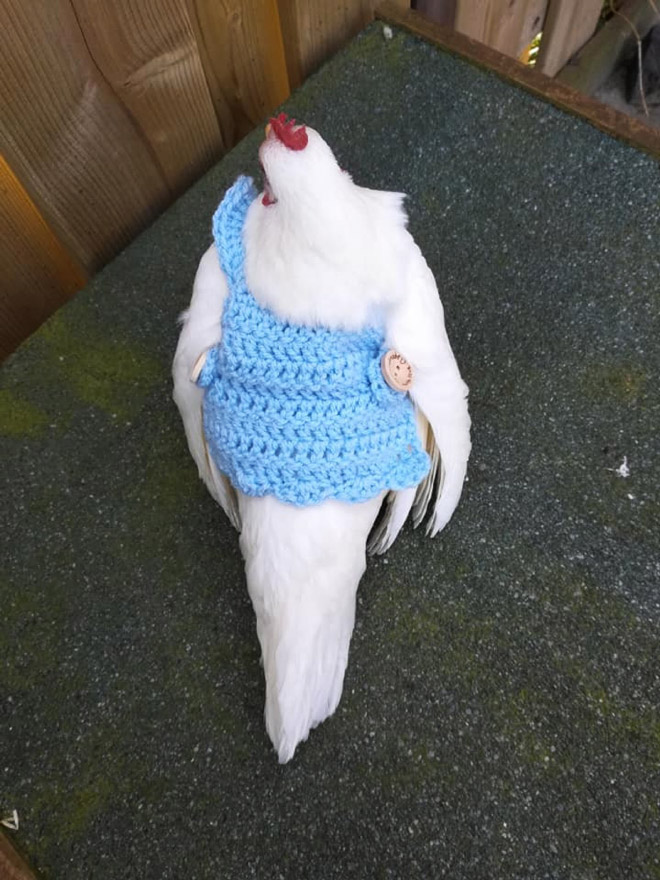 Blue chicken sweater.