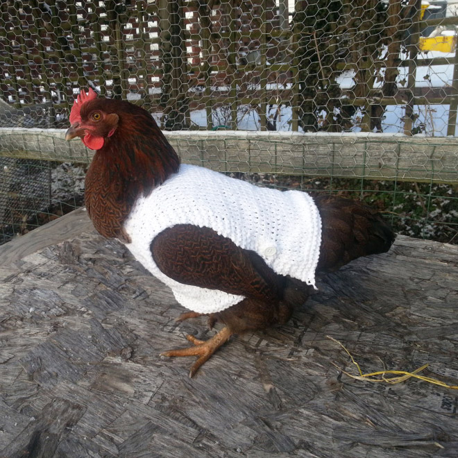 White chicken sweater.