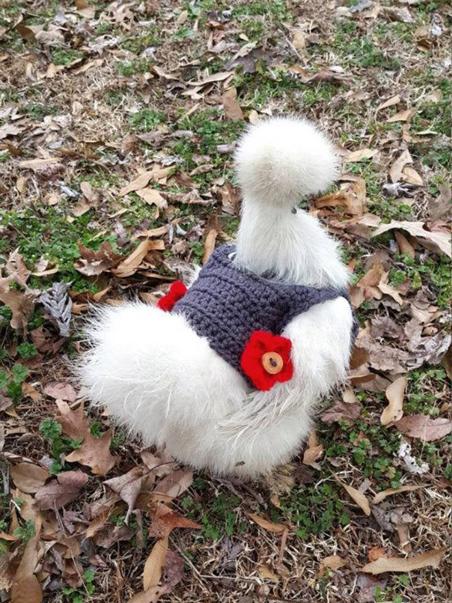 Latest chicken fashion.