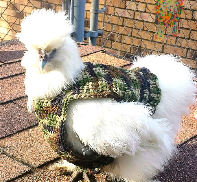 Camo chicken sweater.
