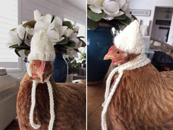 Winter chicken fashion.