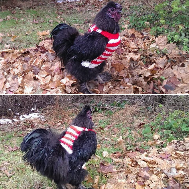 Waldo chicken sweater.