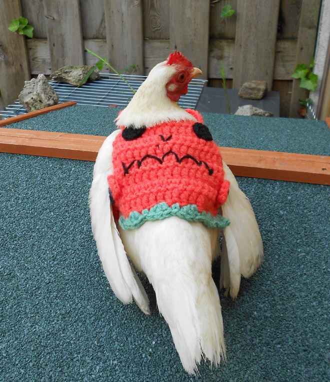 Funny chicken sweater.