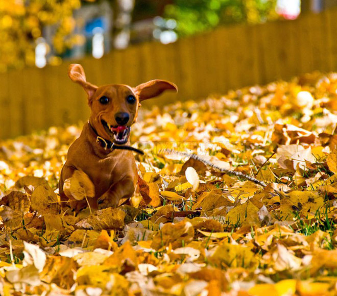 Some dogs LOVE Autumn.