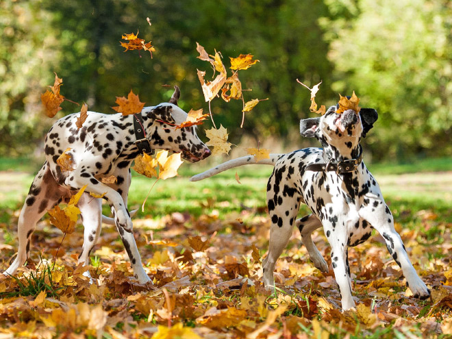 Some dogs LOVE Autumn.