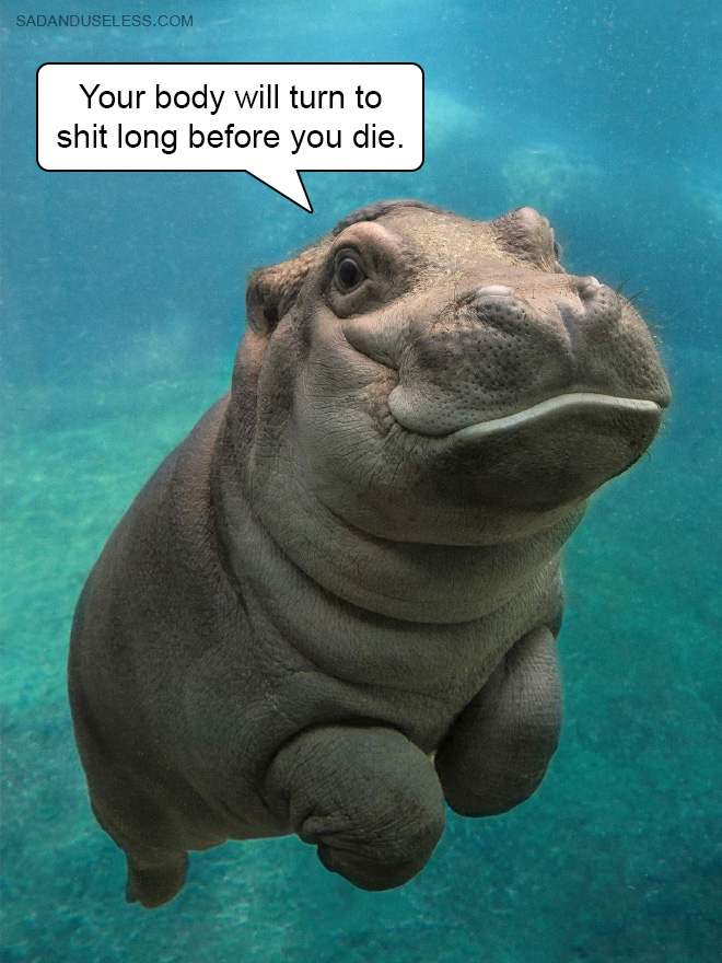 Hard Truths From Baby Hippos
