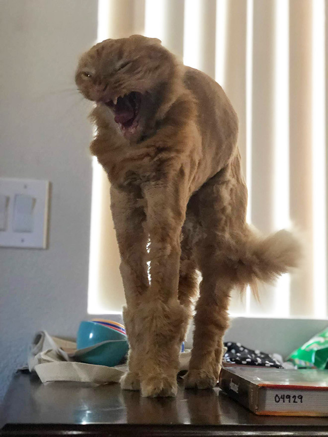 When cats get a new hairstyle for surgery...