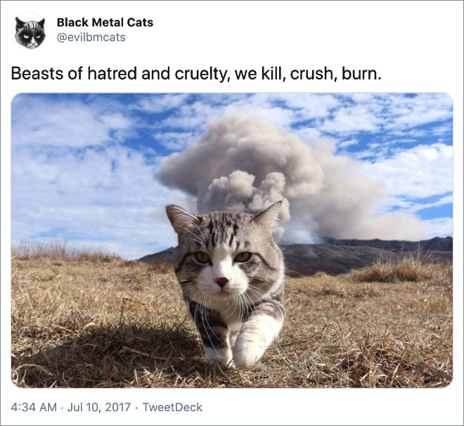Black metal lyrics paired with cats.