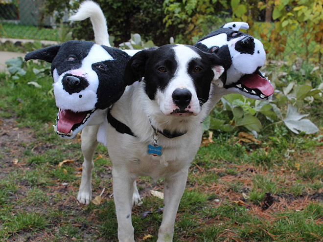 Haven't figured out yet a costume for your dog this Halloween? Check out this awesome Cerberus dog mask!