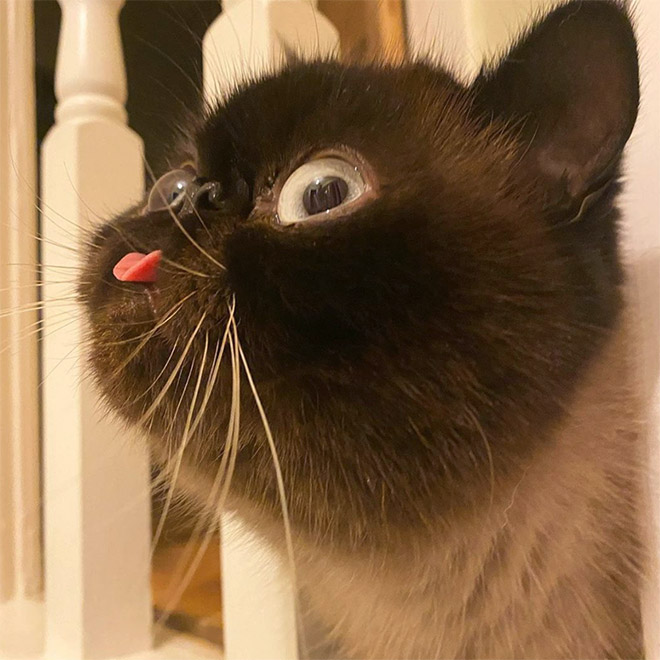 He always forgets to put the tongue away.