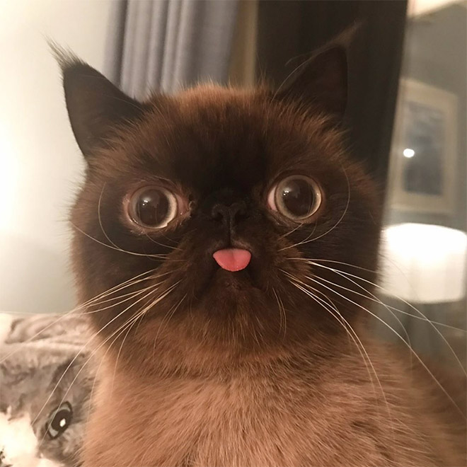 He always forgets to put the tongue away.