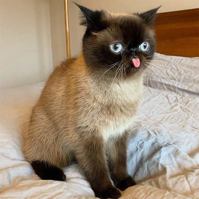 Meet Ikru: The Cat Who Always Forgets To Put His Tongue Away