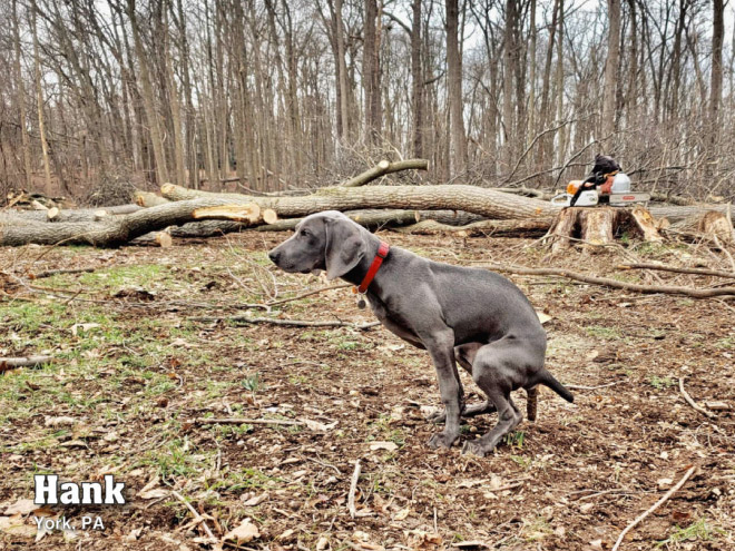 Pooping Pooches 2021 calendar is finally here!