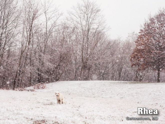 Pooping Pooches 2021 calendar is finally here!