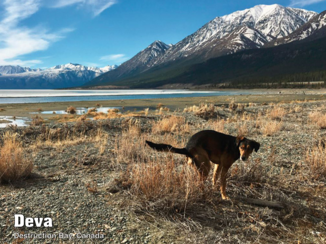 Pooping Pooches 2021 calendar is finally here!