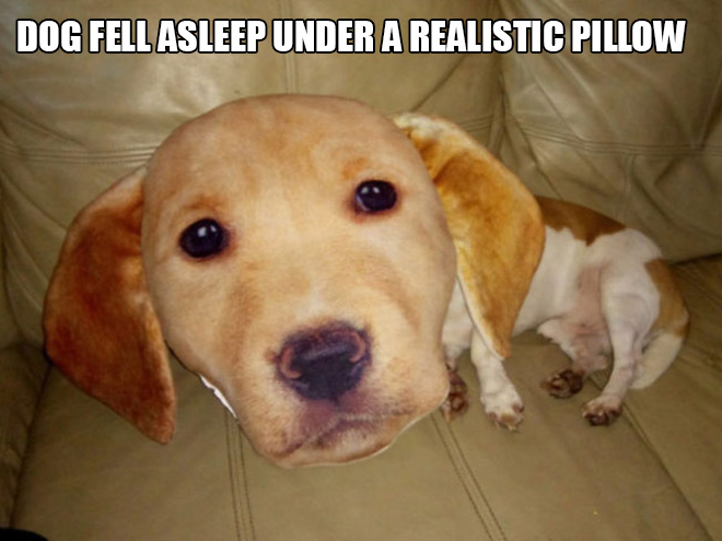 Dog vs. 3D printed pillow.