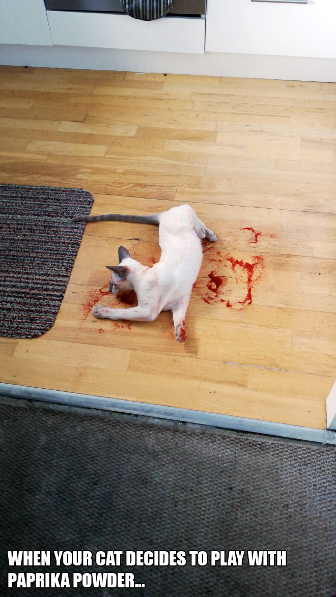 when your cat decides to play with paprika powder...