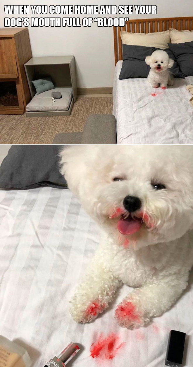 Dog vs. lipstick.
